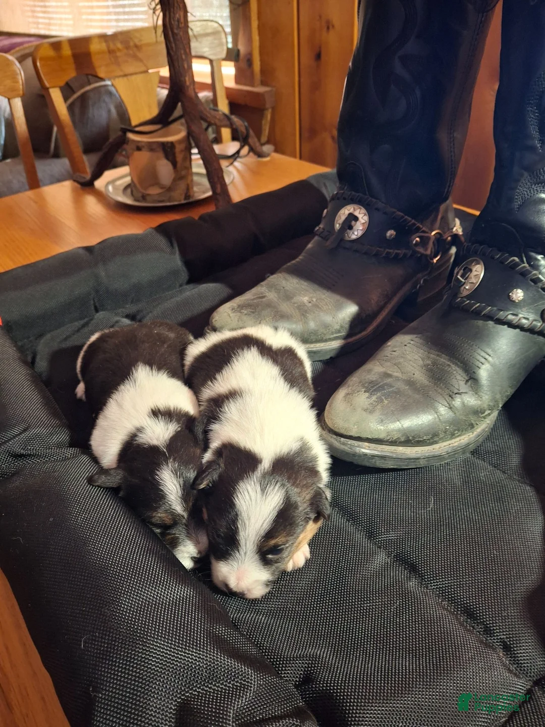 Russell Terrier dogs for sale: Molly - Ad 5