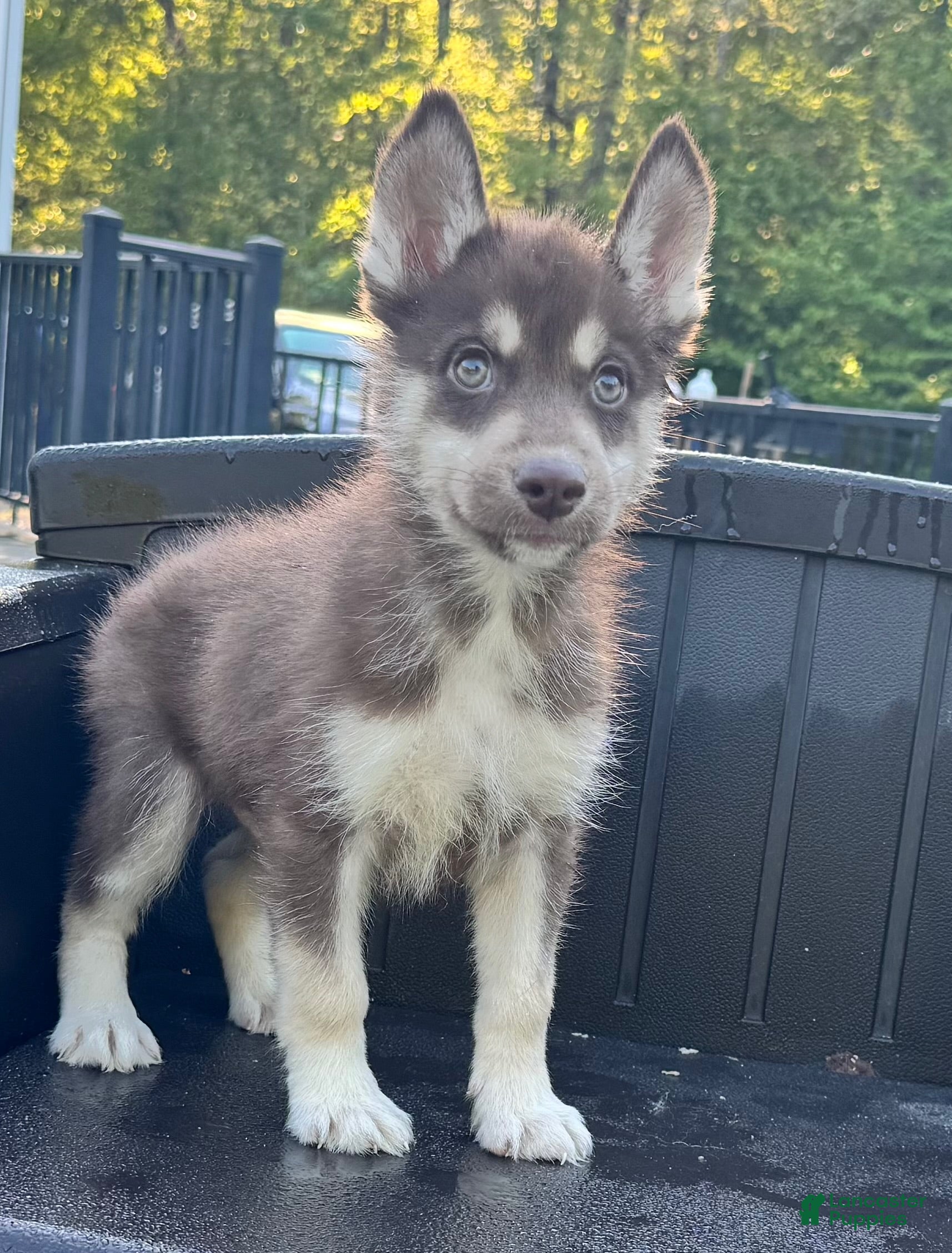 Siberian Husky dogs Quigley - Ad 34