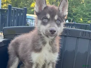 Siberian Husky dogs Quigley - Ad 34