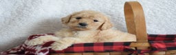 Goldendoodle dogs for sale: Goldendoodle Puppy 4 - Ad 1