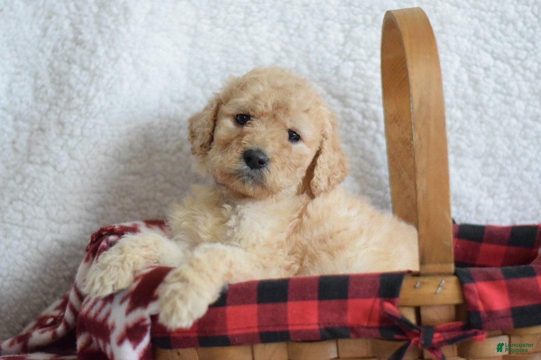 Goldendoodle dogs for sale: Goldendoodle Puppy 4 - Ad 1