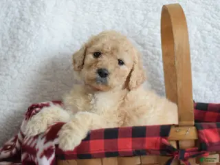 Goldendoodle dogs Goldendoodle Puppy 4 - Ad 16