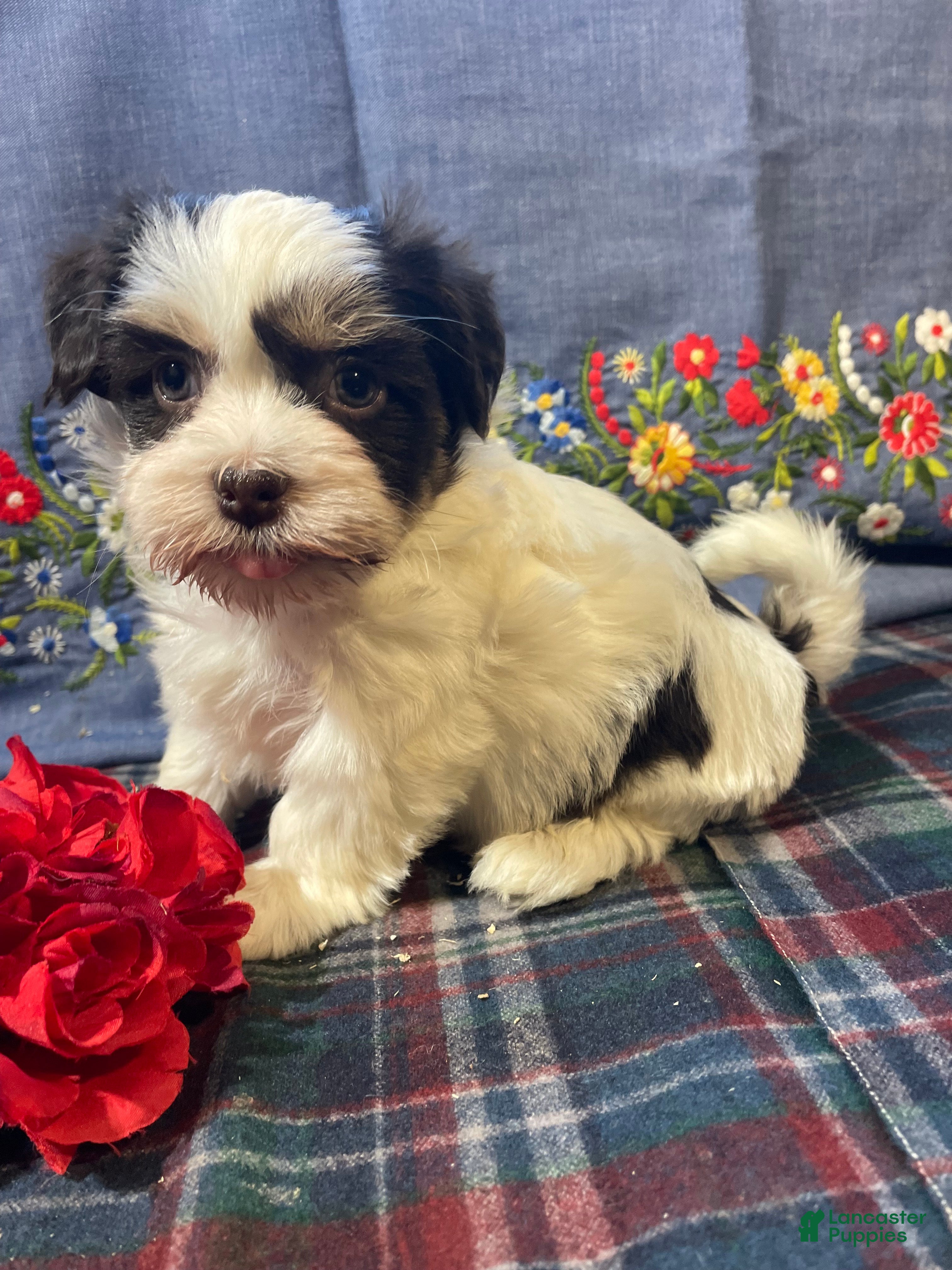 Havanese dogs Baxter - Ad 38