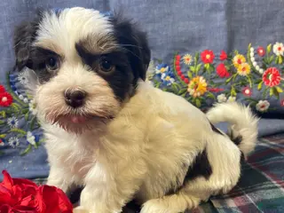 Havanese dogs Baxter - Ad 38