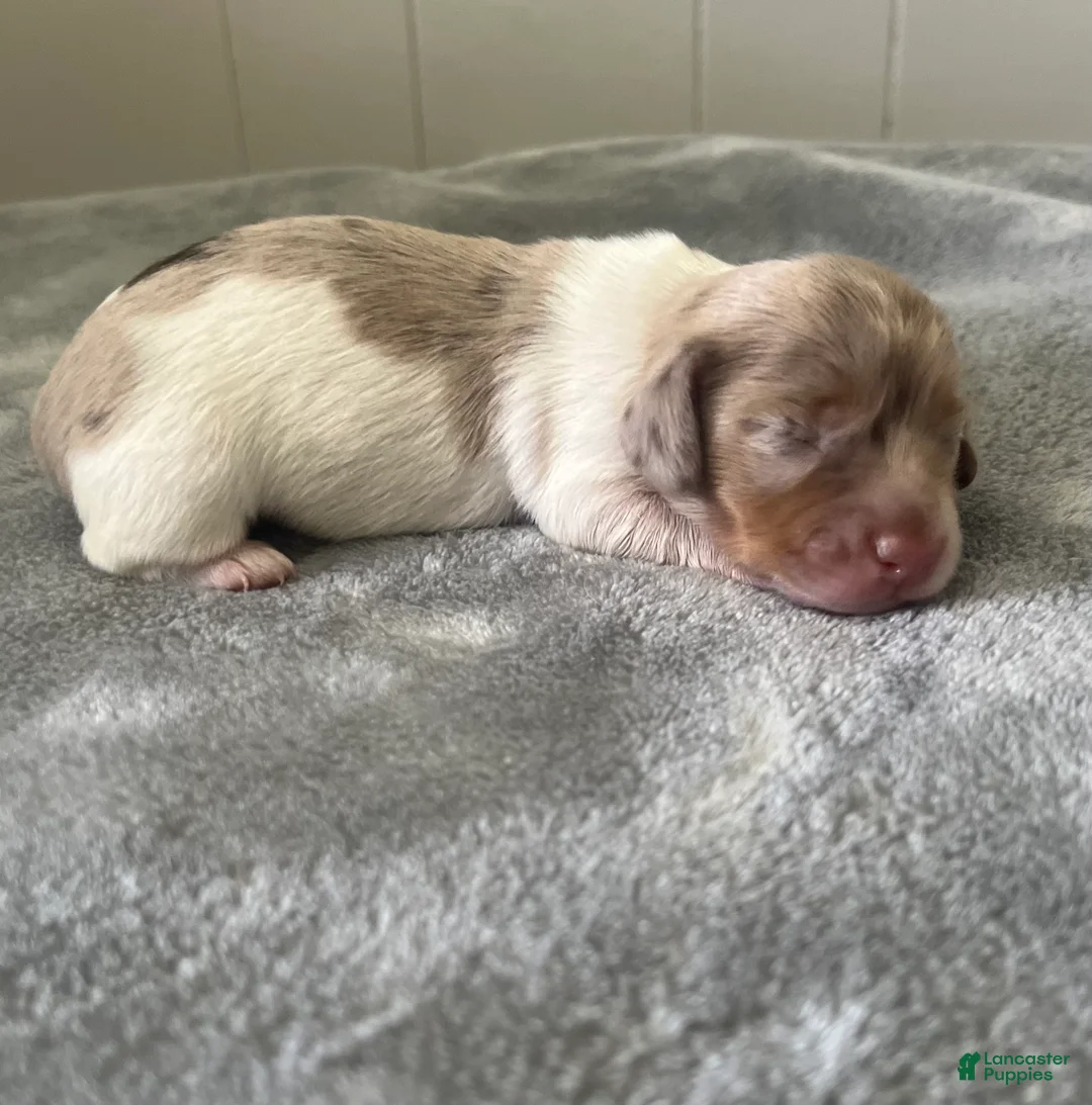Miniature Dachshund dogs for sale: Miniature Dachshund 3 - Ad 2