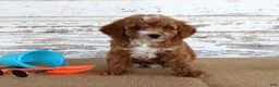 Toy Poodle dogs for sale: Teddy - Ad 2