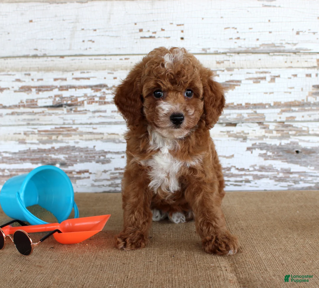 Toy Poodle dogs for sale: Teddy - Ad 2