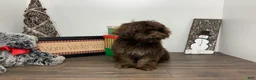 Shihpoo dogs for sale: Teddy - Ad 5