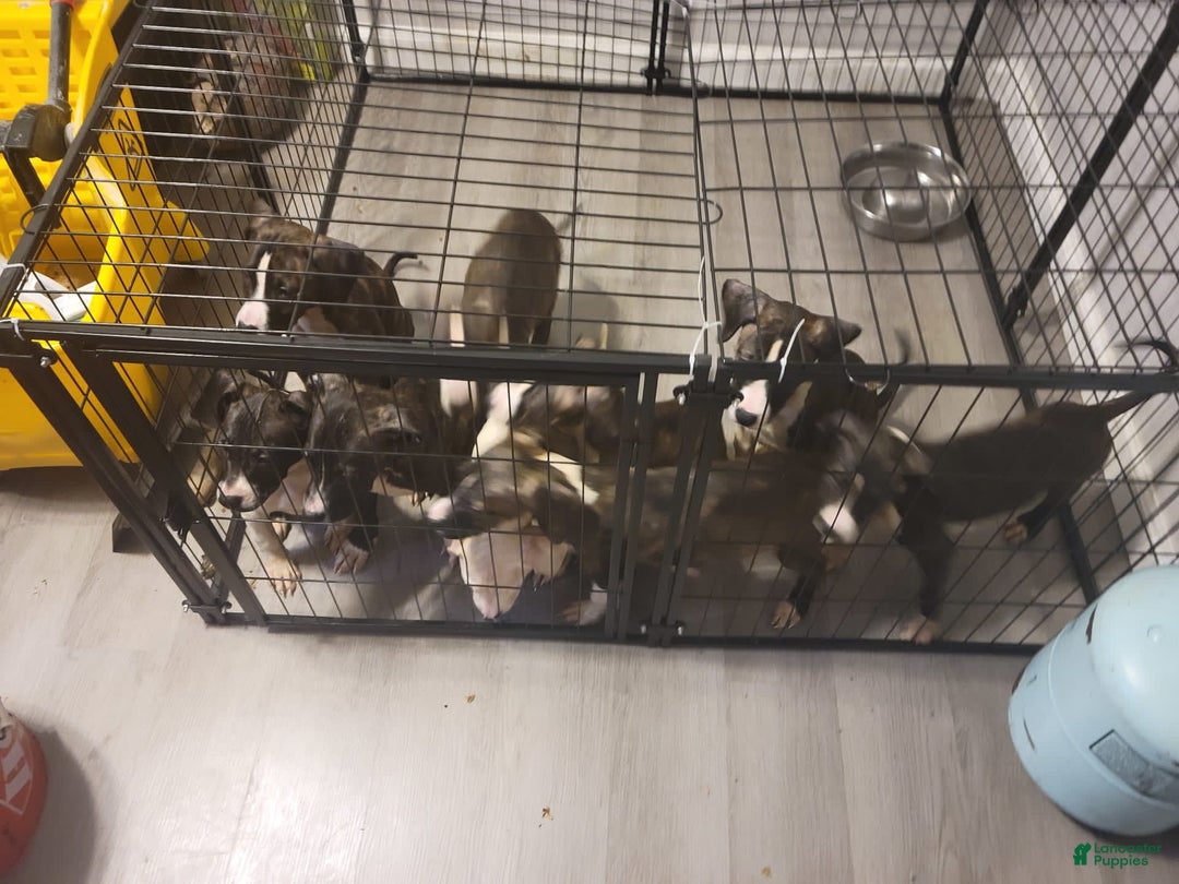 Gallery Image {{count}}