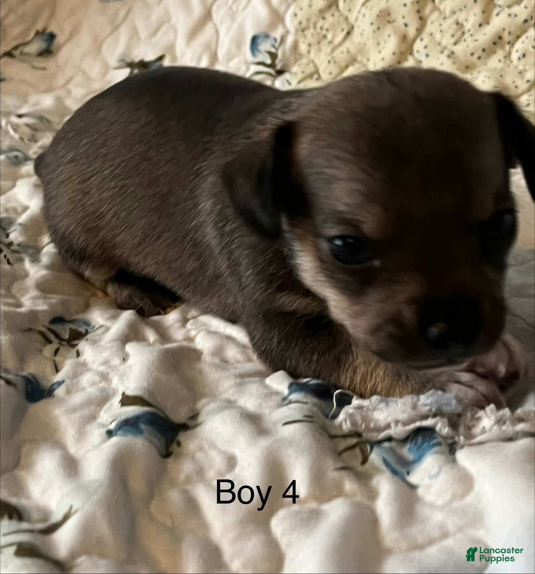 Chiweenie dogs Chiweenie 4 - Ad 1