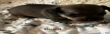 Chiweenie 4