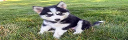 Pomsky dogs for sale: Daisy - Ad 5
