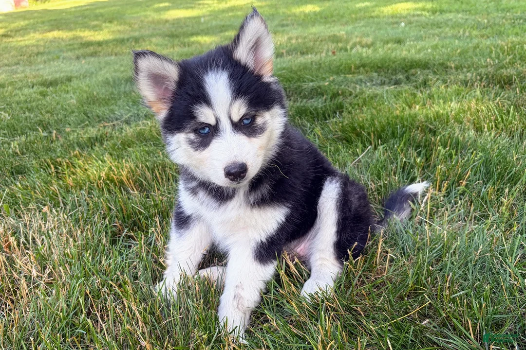 Pomsky dogs for sale: Daisy - Ad 5