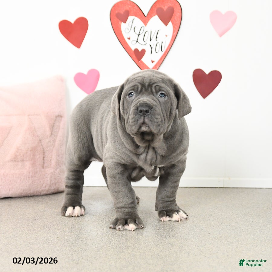 Cane Corso dogs Chase - Ad 2