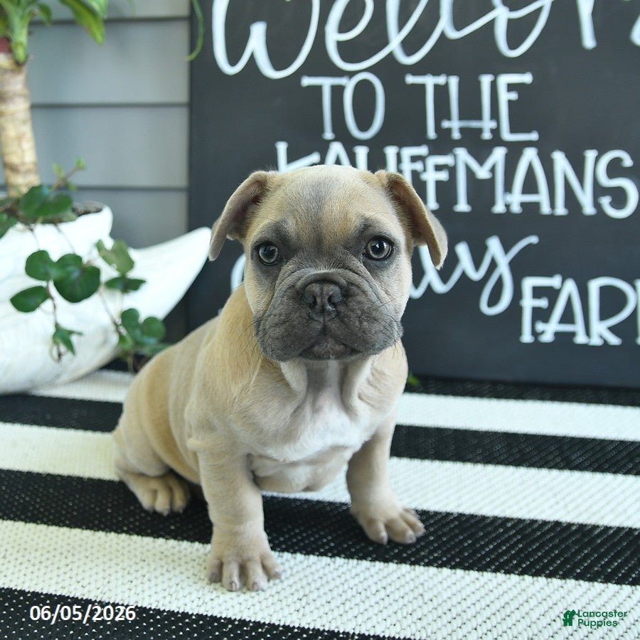 French Bulldog dogs Frdric - Ad 1