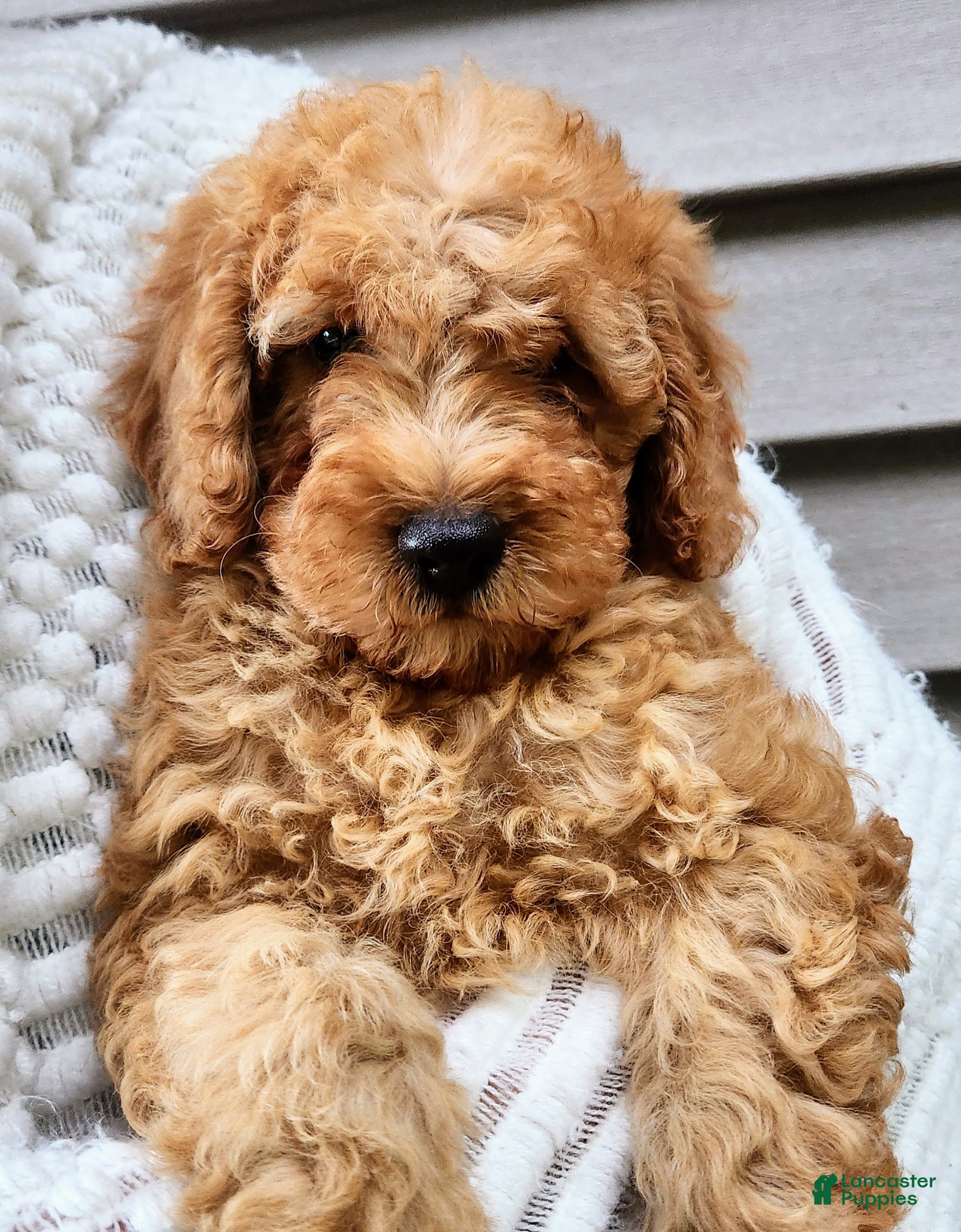Mini Goldendoodle dogs BLAZE - Mini Goldendoodle Fluffy Puppy - Ad 2