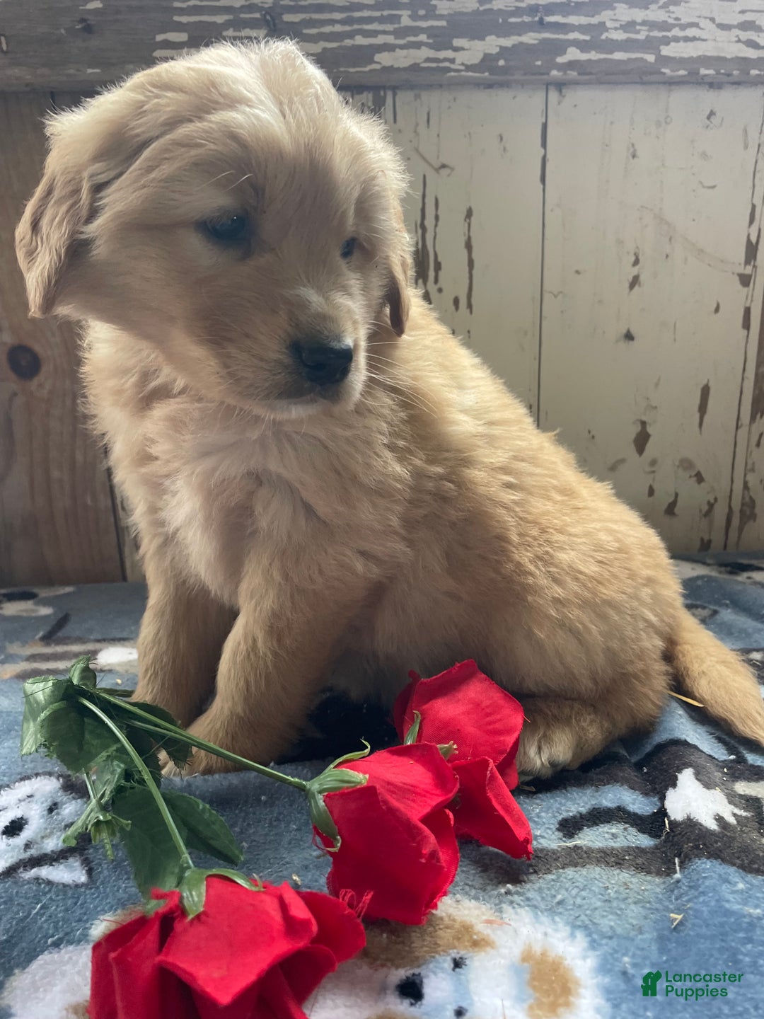 Mixed Breed dogs for sale: Boris - Ad 3