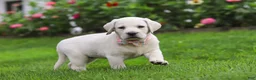 Labrador Retriever dogs for sale: Barbie - Ad 7
