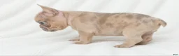 French Bulldog dogs for sale: Valdez  - Ad 3