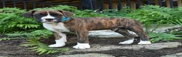 Boxer dogs for sale: Zeke - Ad 3