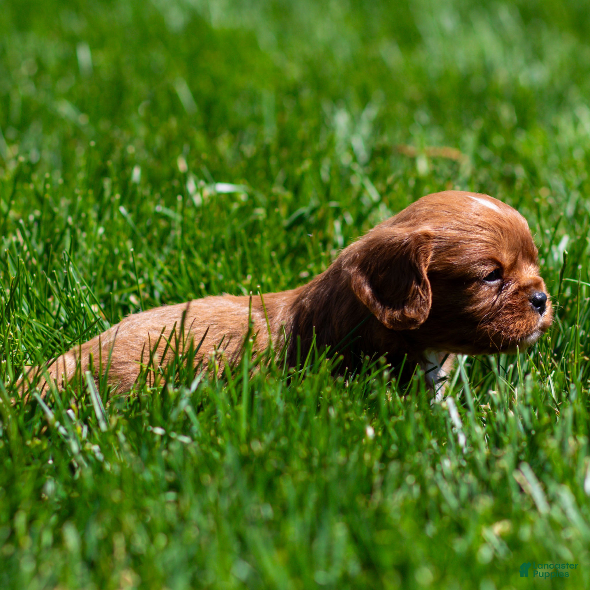 Cavalier King Charles Spaniel dogs Pepper Cavalier King Charles Spaniel Puppy  - Ad 2