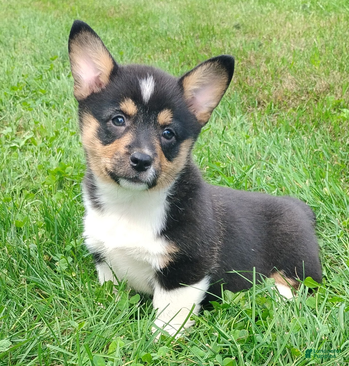 Welsh Corgi Pembroke dogs Nylah - Ad 1