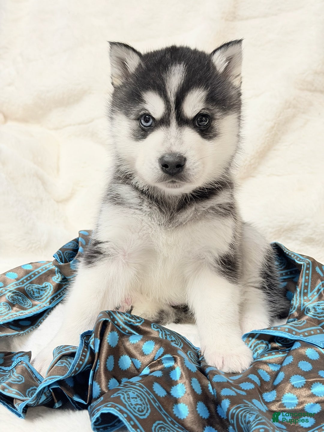 Alaskan Klee Kai dogs for sale: Ace - Ad 2