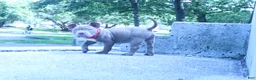 American Bully dogs for sale: Haze - Ad 10