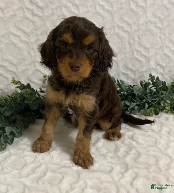 Cavapoo dogs Logan - Ad 1