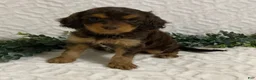 Cavapoo dogs for sale: Logan - Ad 1