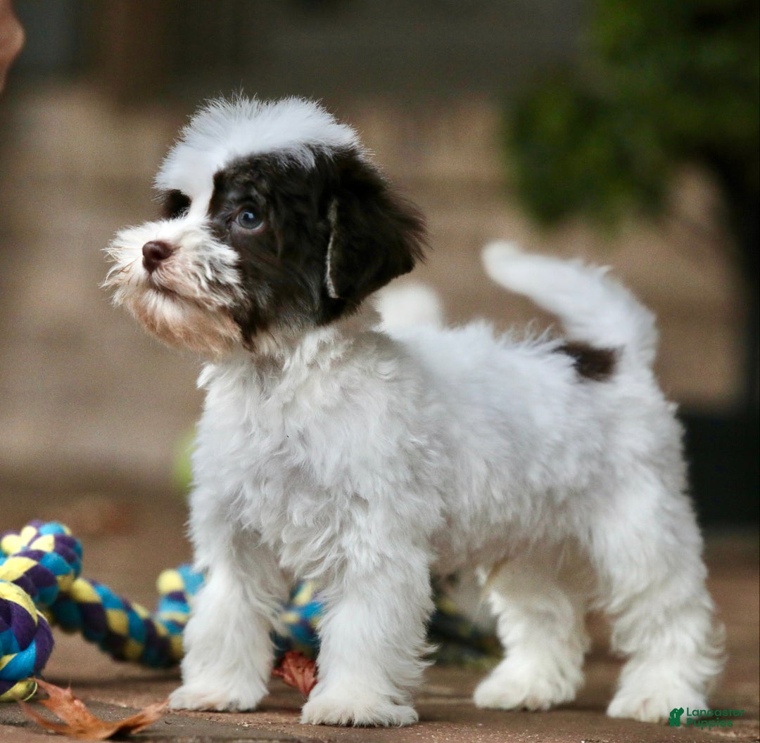 Havanese dogs for sale: Fruitcake - Ad 4