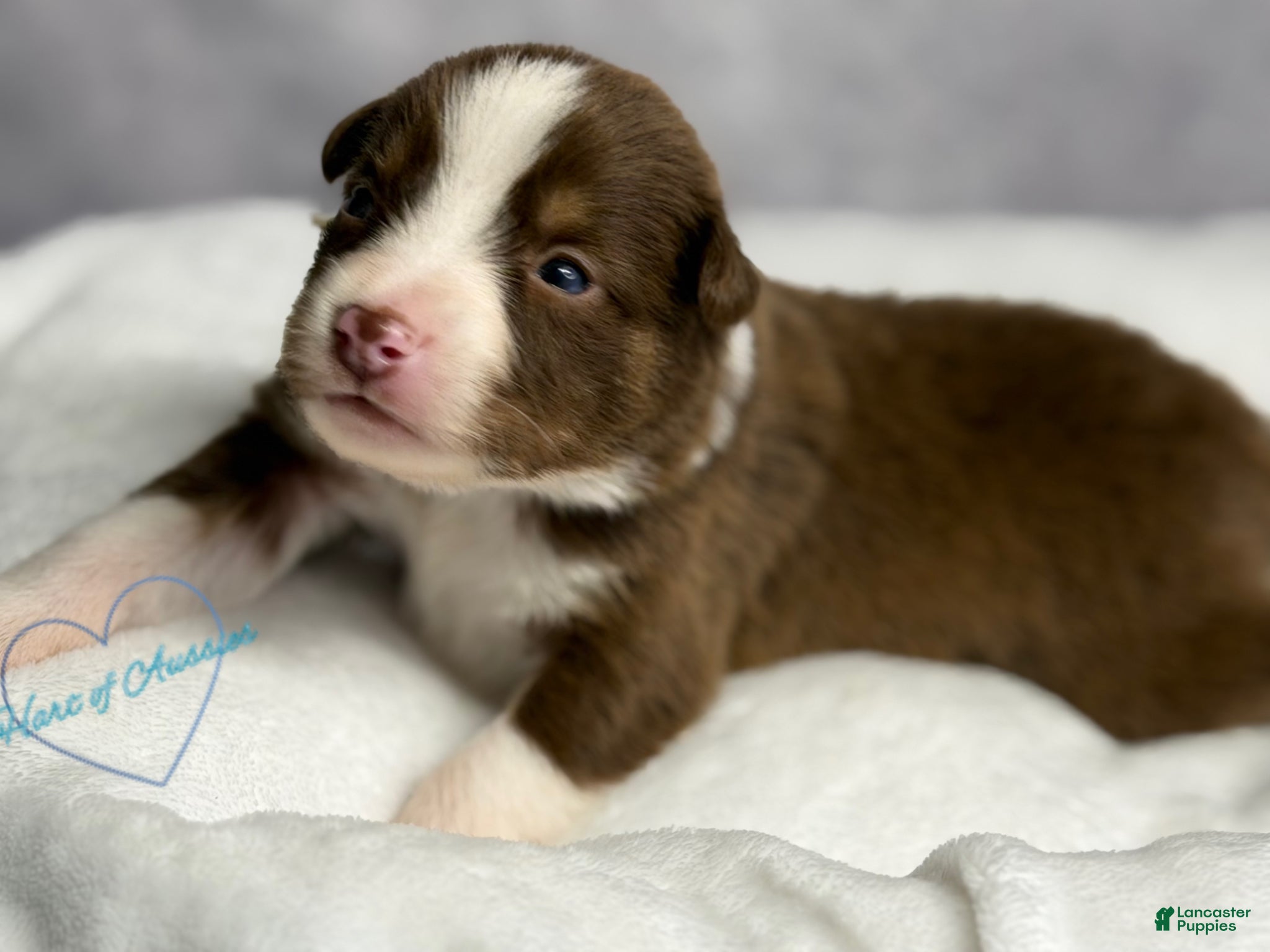 Australian Shepherd dogs Australian Shepherd Puppy 2 - Ad 35