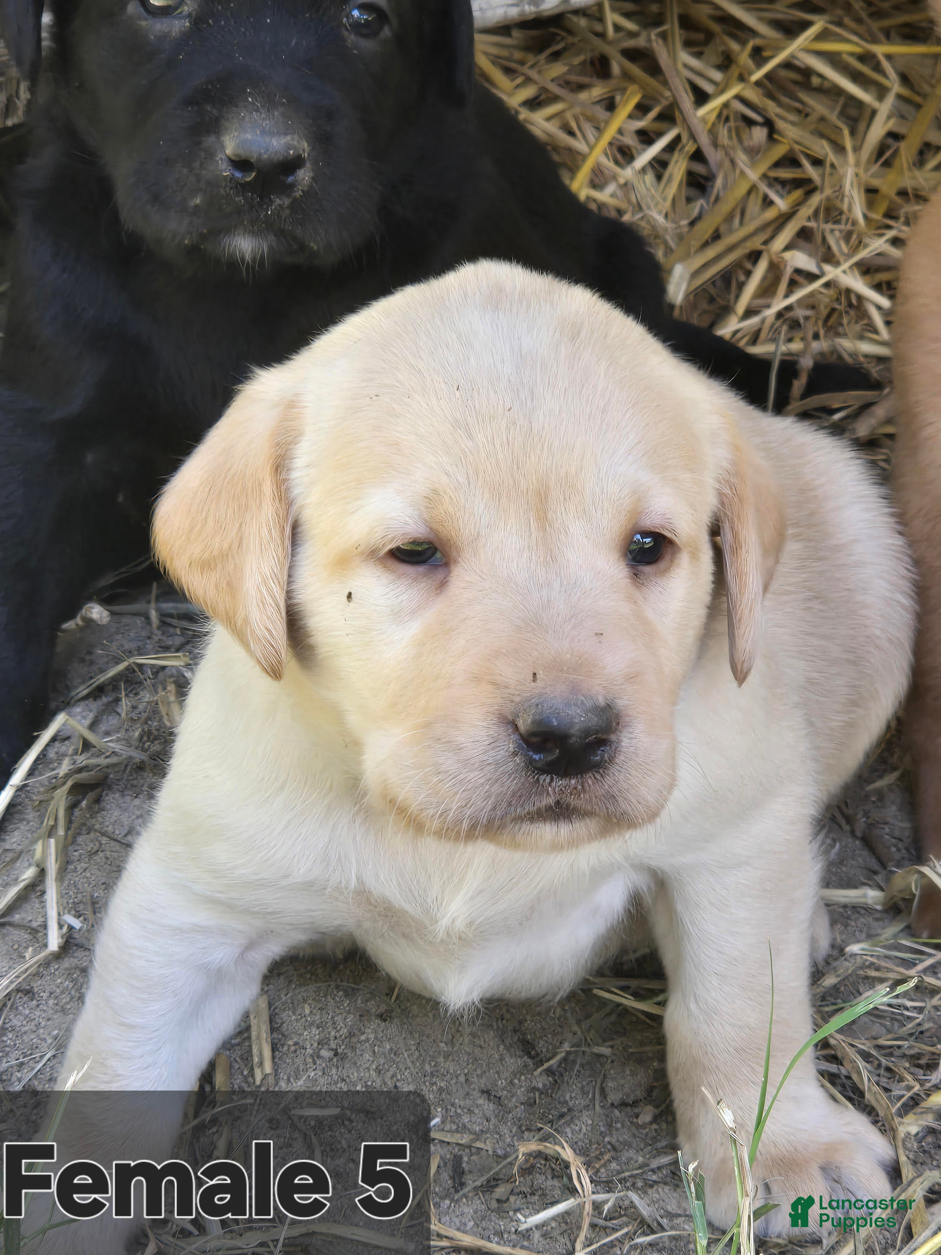 Labrador Retriever Female 4