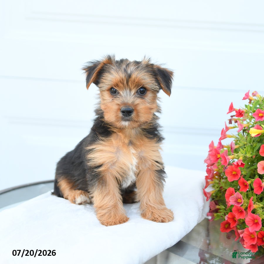 Morkie dogs Lewis - Ad 2