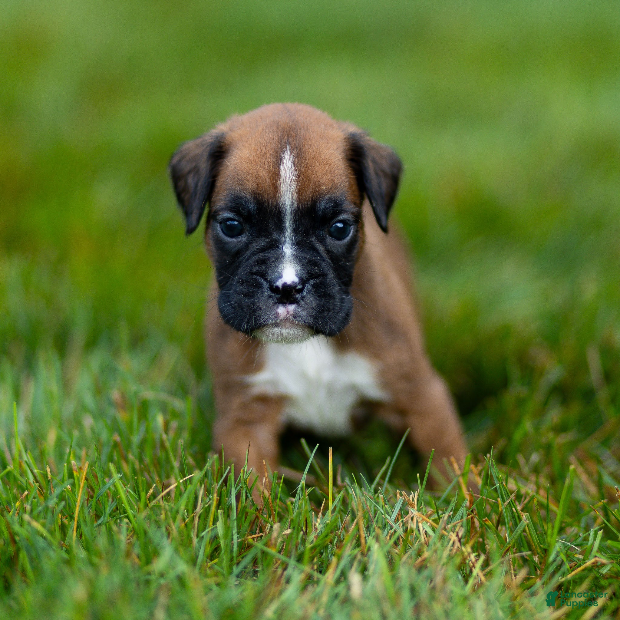 Boxer dogs Niki Boxer 4 - Ad 2