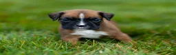 Boxer dogs for sale: Niki Boxer 4 - Ad 7
