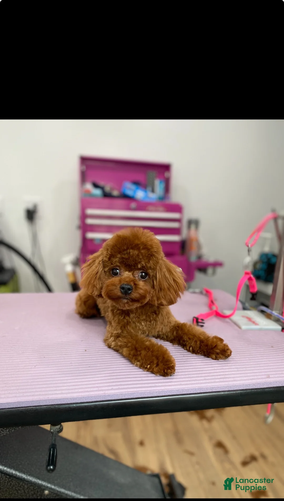 Toy Poodle dogs for stud: Chinese Imported Toy Poodle Stud - Ad 2