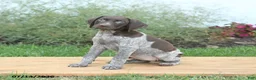 German Shorthaired Pointer dogs for sale: Clover - Ad 3
