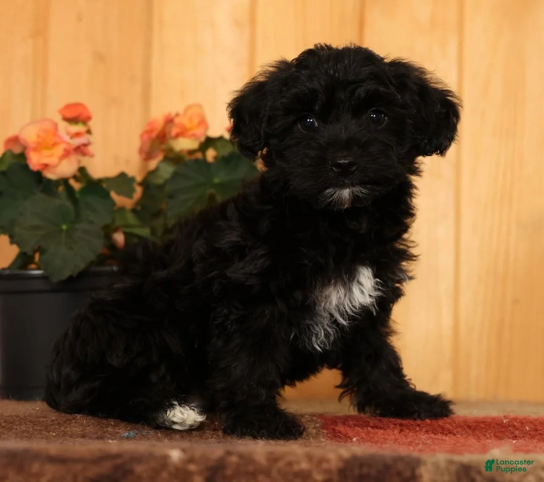 Yorkiepoo dogs for sale: Magic - Ad 1