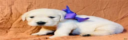 Golden Retriever dogs for sale: Purple Girl - Ad 1