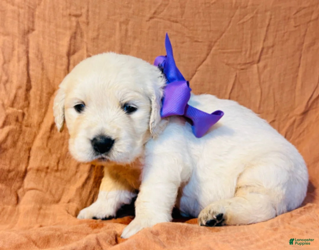 Golden Retriever dogs for sale: Purple Girl - Ad 1
