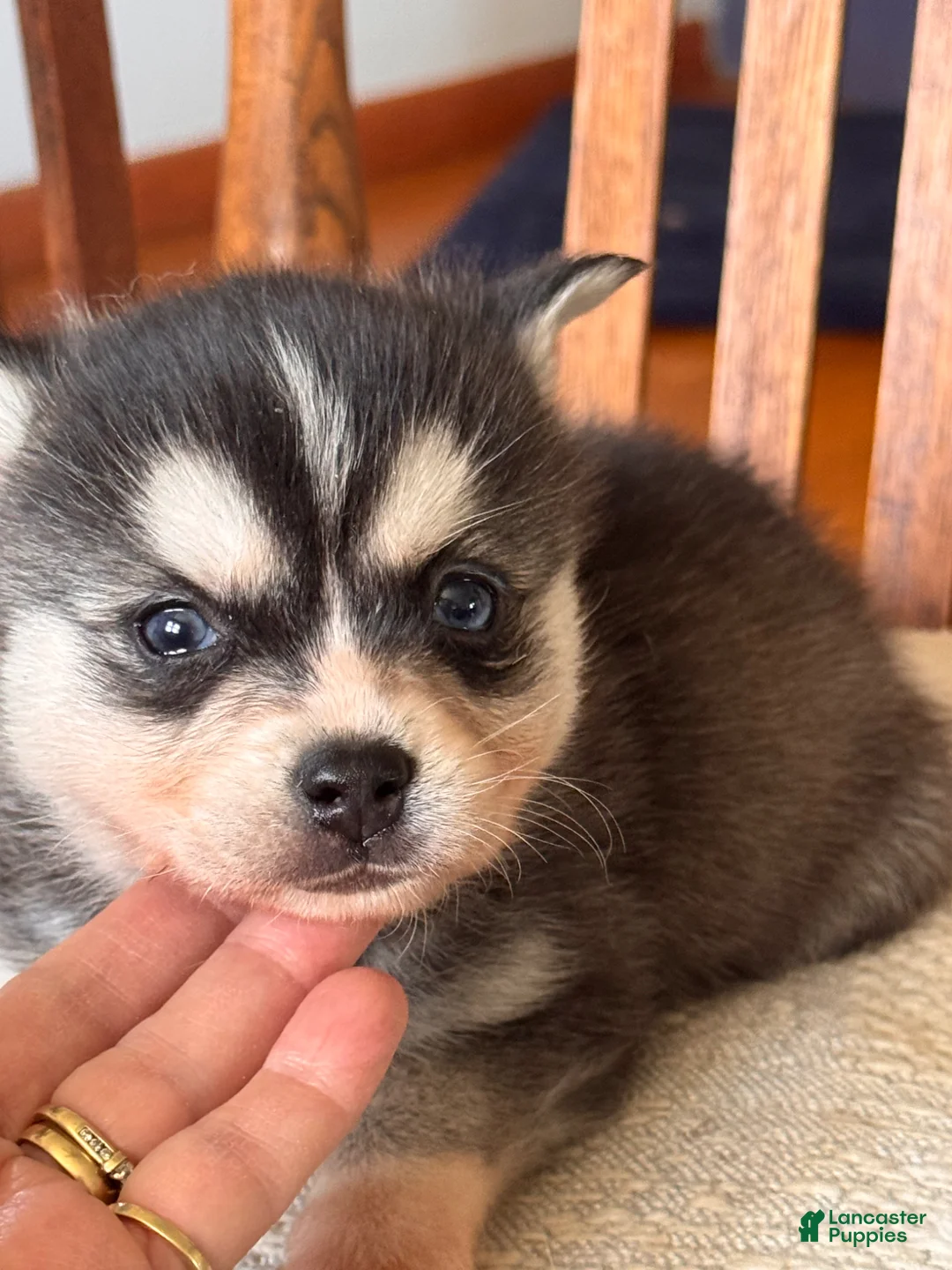 Alaskan Klee Kai dogs for sale: Addy - Ad 1