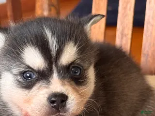 Alaskan Klee Kai dogs Addy - Ad 3