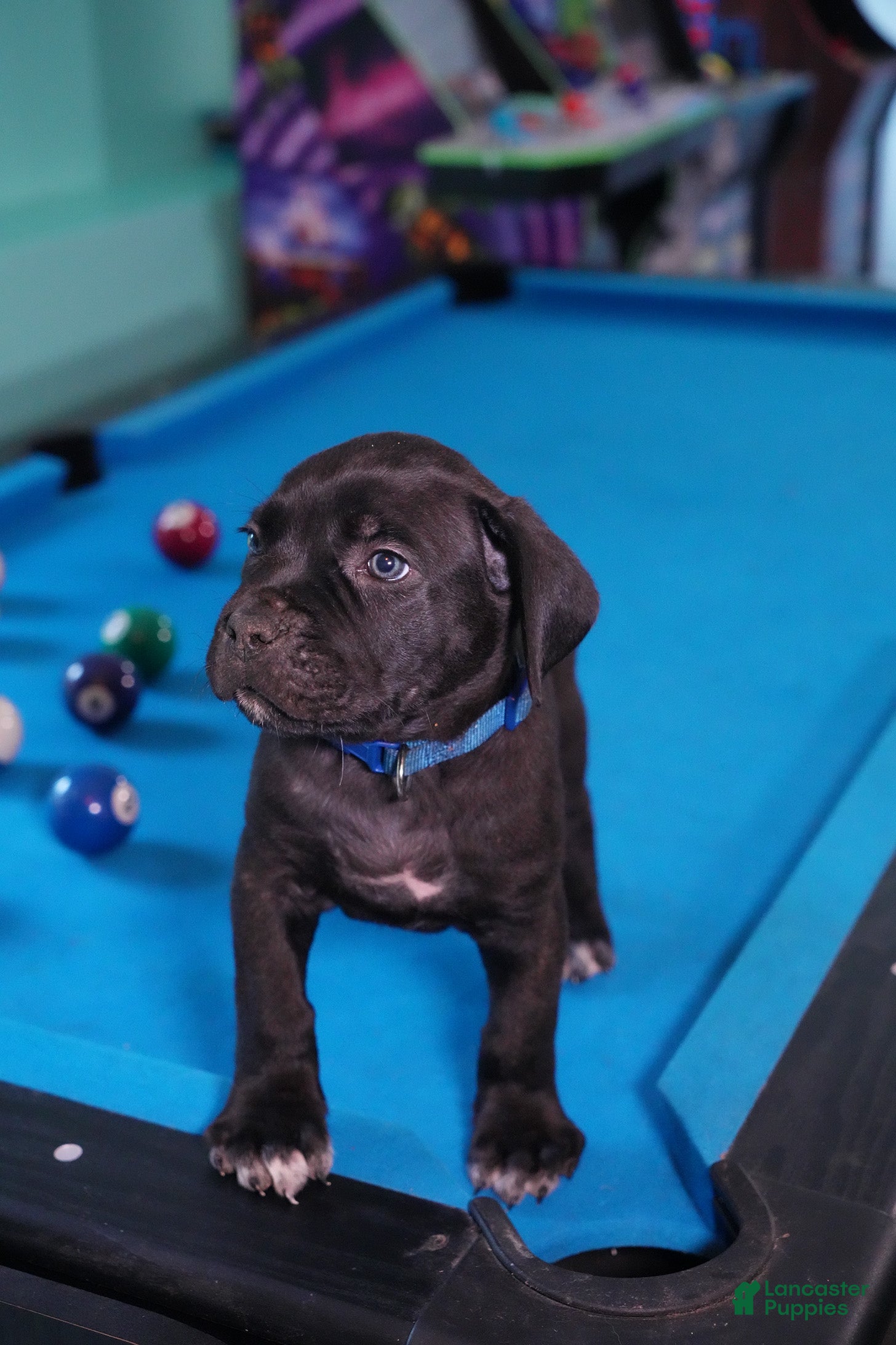 Cane Corso dogs Thor - Ad 1
