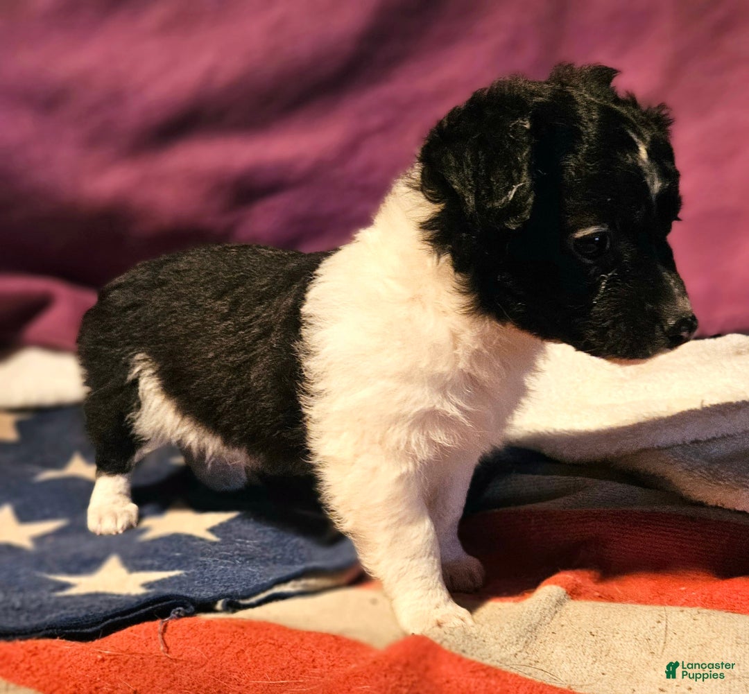 Chihuahua dogs for sale: Cindy (T-Cup) - Ad 12