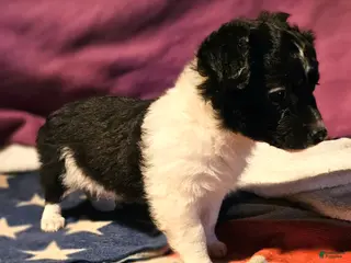 Chihuahua dogs Cindy (Very Small) - Ad 6