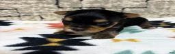 Yorkshire Terrier dogs for sale: Luca - Ad 2