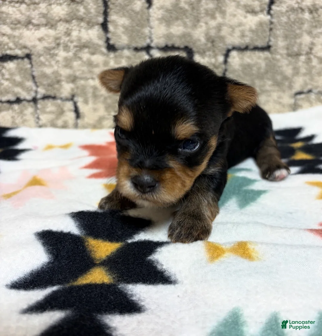 Yorkshire Terrier dogs for sale: Luca - Ad 2