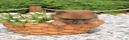 Pomeranian dogs for sale: Bear - Ad 6