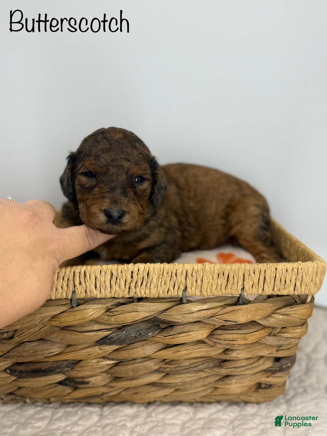 Sheepadoodle dogs for sale: Butterscotch - Ad 1